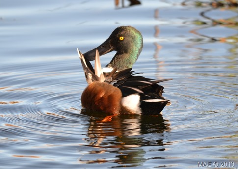 2013-11-10 London Wetland Centre 016