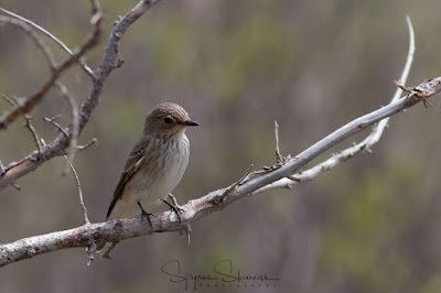 Spotted Flycatcher at Meladia Chapel