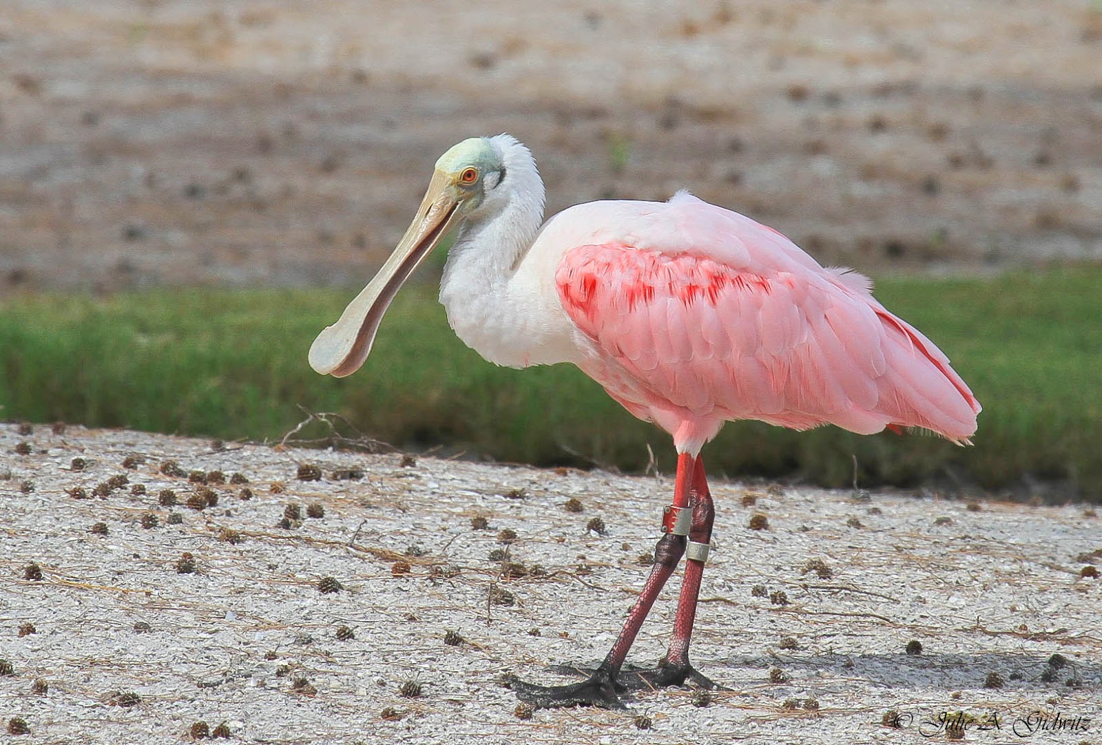 Birding Is Fun!: A Peek at Beaks 