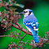 Blue Jay Bird