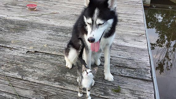 A encantadora e inusitada amizade entre cães e gatos