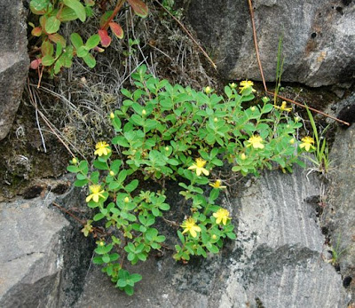 Admiring natural gardens