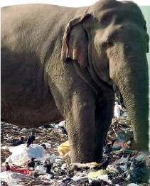 Amparai elephant dies ... having gulped down shopping bags