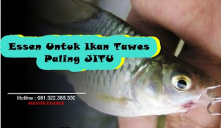 Essen Untuk Ikan Tawes