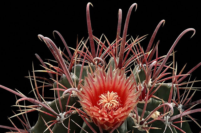 Ferocactus-towsendianus