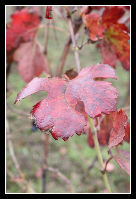 Viti e vigne a Solopaca-Benevento