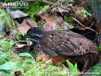 Gorgeted Wood-quail