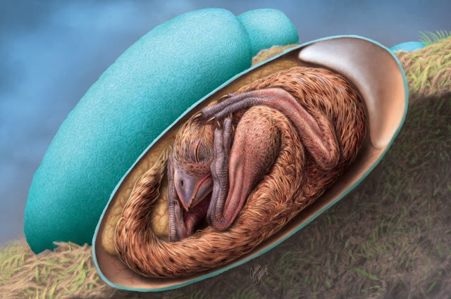 Реконструкция художника: детеныш овирапторозавра в яйце