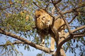 Mideast Israel Tree Climbing Lion