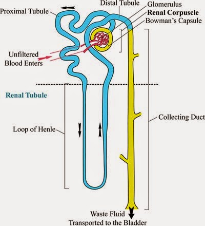 Kidney Tubules Anatomy