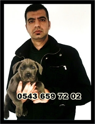 satılık cane corso yavruları sakarya, sakaryadan satılık cane corso yavruları, cane corso ilanları, sahibinden satılık cane corso yavruları sakarya , cane corso yavruları fiyatları, satılık cane corso yavrusu fiyatları, cane corso yavru bakımı, cane corso yavru fiyatı, cane corso yavru fiyatları, cane corso yavru nasıl beslenir, cane corso yavru beslenmesi, cane corso yavru özellikleri, cane corso yavru eğitimi, cane corso satılık yavru, cane corso satılık yavru sakarya, italyan mastiff cane corso yavruları satılık,