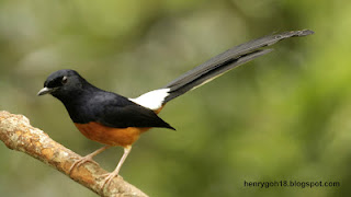 Suara Burung