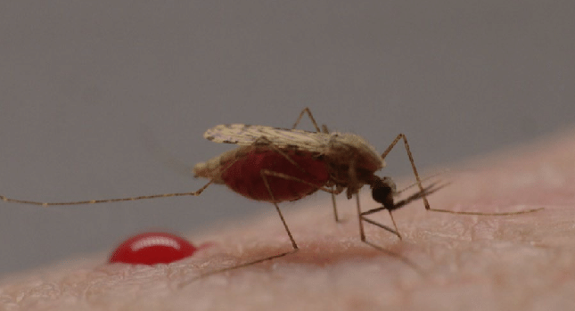 Anopheles mosquito taking a human blood meal
