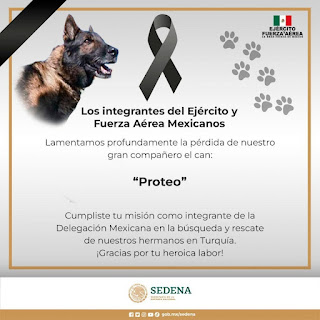 Proteo, el perro mexicano que murió salvando vidas en Turquía