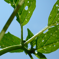 eaten tomatillo leaves...I thought I had lost all of these plants on transplant, but discovered 6 or so of them hiding in the weeds this past week!