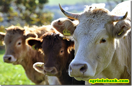 Inside the South African feed industry Inside the South African feed industry