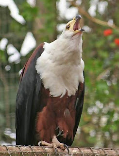 African Fish Eagle (Haliaeetus vocifer) Photo