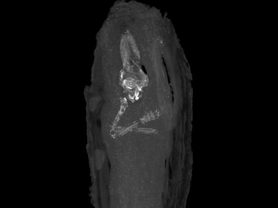 Youngest ancient Egyptian human foetus discovered in miniature coffin