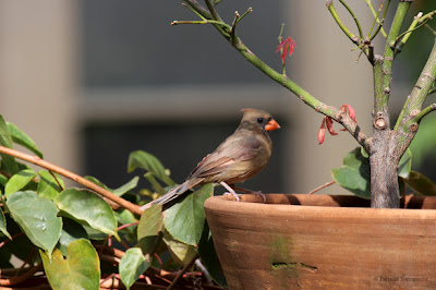 Words In Our Beak’s goal is to open readers to a simple understanding of the winged world and their environment. Set in a rooftop urban garden in New York City, my story is told in the voice of Cam, a female cardinal, who visits it. Words In Our Beak is directed to children and adults who are curious about birds, and want to learn about them from a unique perspective. The book includes hundreds of images of flora and fauna, links to movies, as well as to informative narratives that have been created by the author.  Now in Apple’s iBooks store @ https://itunes.apple.com/us/book/words-in-our-beak/id1010889086?mt=11