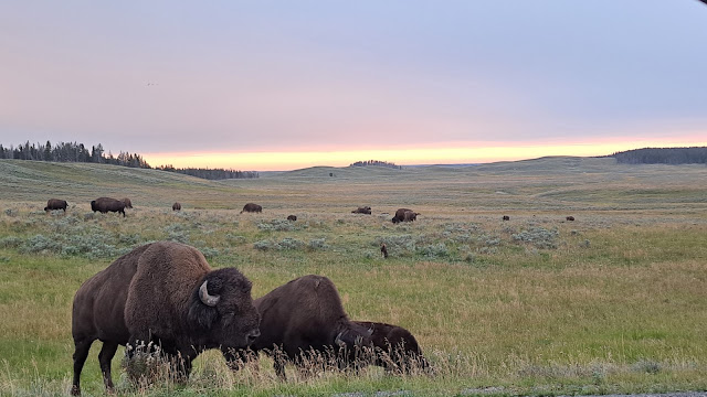 animal wildlife bisonti yellowstone usa