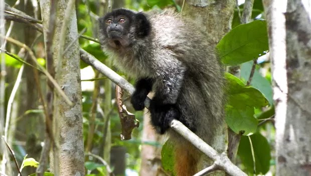 Guigó-de-Coimbra-Filho: um primata endêmico da Mata Atlântica em risco de extinção