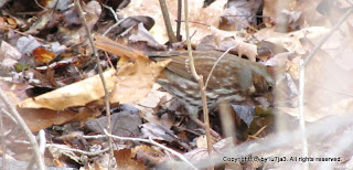 Fox Sparrow