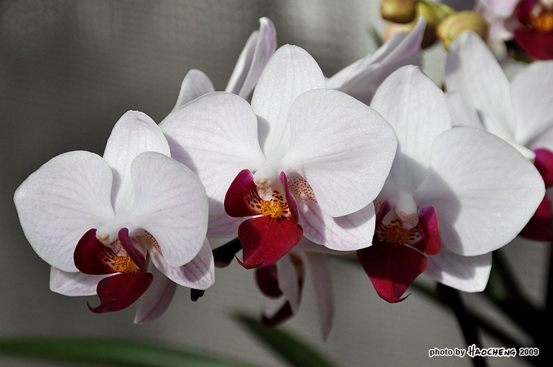  Bunga  Anggrek  Bulan  Phalaenopsis Orchid