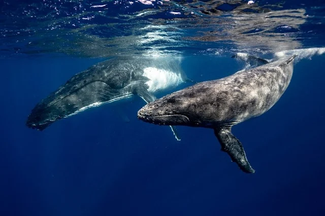 Millones de trozos de plásticos son comidos por las ballenas cada día