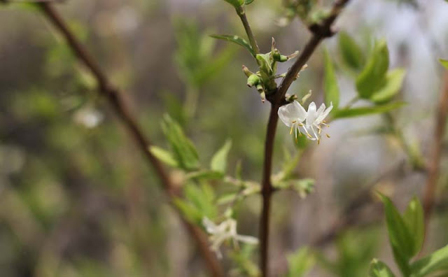 Lonicera Fragrantissima Flowers