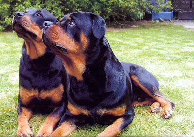 German Rottweiler Dogs