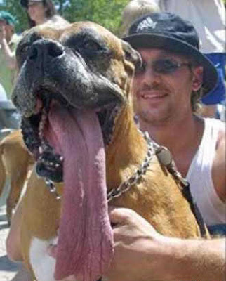 perro lengua enorme
