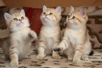 3 beaux chatons