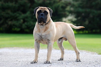 Bullmastiff Working Dog Picture