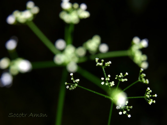 Torilis japonica