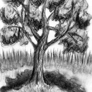 Maple tree charcoal drawing