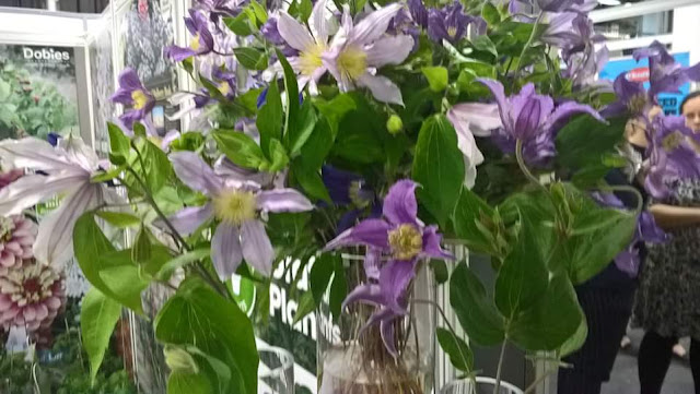 Clematis for cut flowers