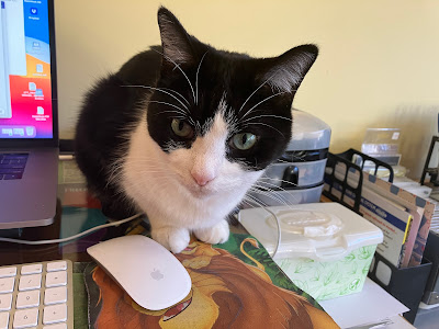 black and white cat next to computer mouse