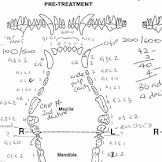 Dog Baby Teeth Chart