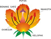 BAGIAN BAGIAN BUNGA  BESERTA GAMBAR  DAN KETERANGANNYA 