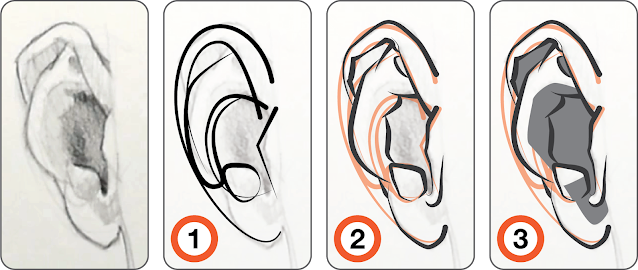 The steps to drawing an ear demonstrated in the above video.