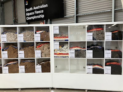 Two large cabinets with cubed shelves stand below a sign that says “South Australian Alpaca Fleece Championship”. Each cube contains an alpaca fleece that has been entered for competition. There are blue, red, and white ribbons draped across many of the fleeces. Fleece colours include black, dark grey, light grey, dark brown, fawn, camel, and white.