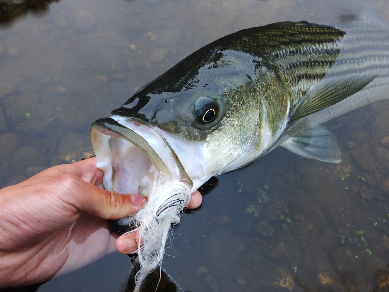 Connecticut Fly Angler: Big Flies For Big Striped Bass