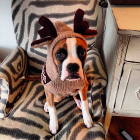 Cute dogs - part 7 (50 pics), dog wears antler sweater