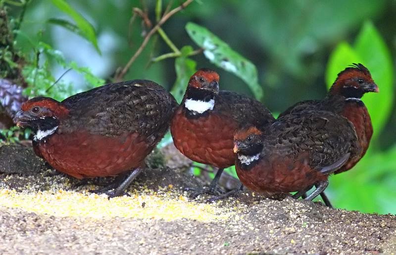 Rufous fronted Wood-quail