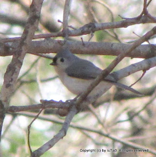 Tufted Titmouse