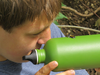 Insects and bugs on the Bruce Trail.