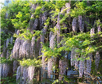 giardini di Firenze mostre fiori