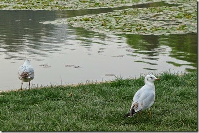 KunMing Green Lake 昆明。翠湖