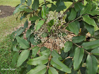 Light grey flower cluster - Ho'omaluhia Botanical Garden, Kaneohe, HI