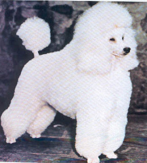 Poodle photos